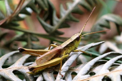 Chrysochraon dispar dispar